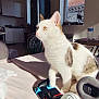Lucky participe au concours pour gagner de l'argent avec cette photo : cat, white_cat, brown_spots, gaming_controller, bed, sunlight, window, indoor, room, table, water_bottle, headphones, curious, pet, furniture, living_space, shadow, technology, relaxation, domestic