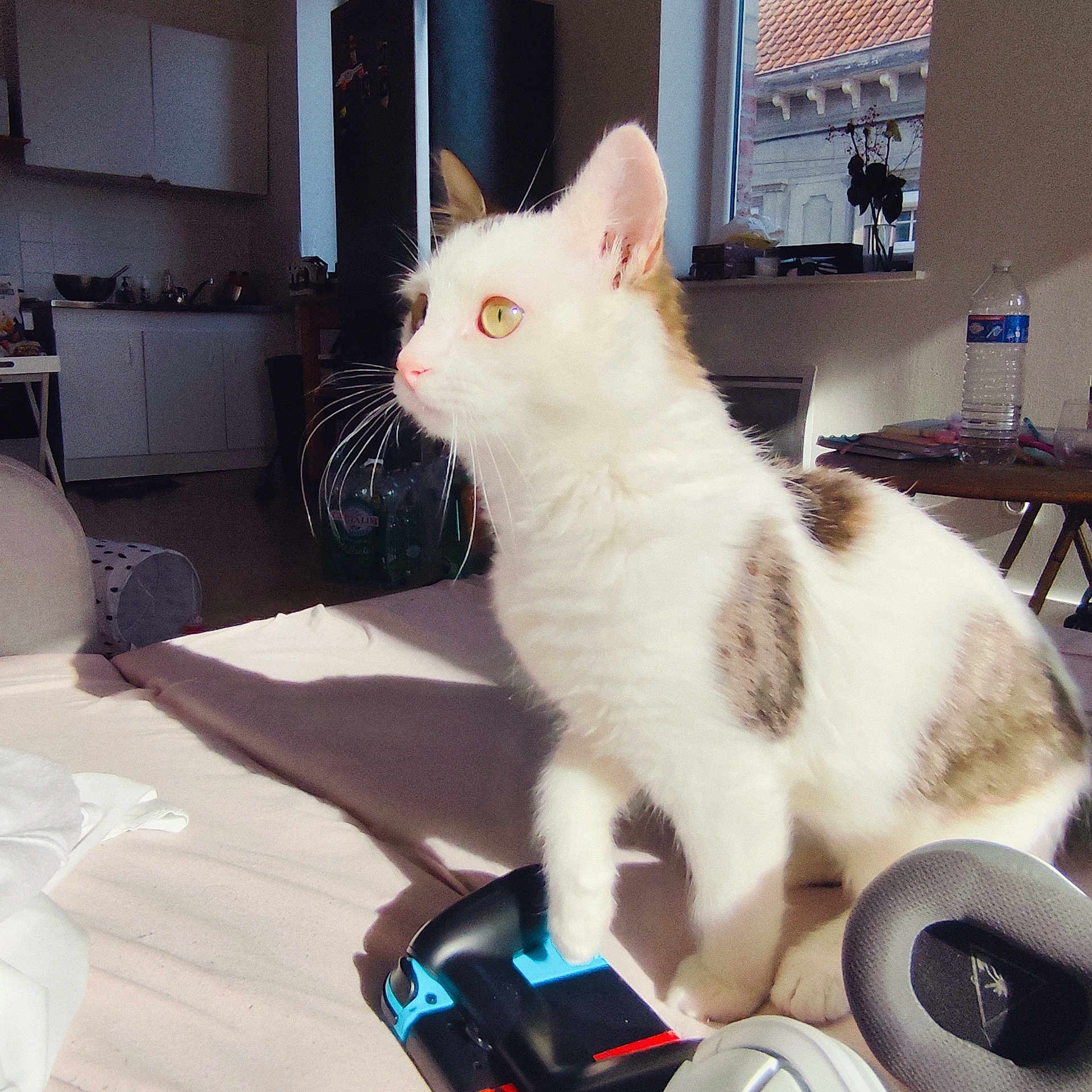 Lucky participe au concours pour gagner de l'argent avec cette photo : bed, brown_spots, cat, curious, domestic, furniture, gaming_controller, headphones, indoor, living_space, pet, relaxation, room, shadow, sunlight, table, technology, water_bottle, white_cat, window