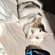Lucky participe au concours pour gagner de l'argent avec cette photo : cat, white_cat, brown_patches, lying_down, blanket, indoor, sunlight, gaming_controller, shadow, relaxed, pet, fur, pink_nose, ears, green_eyes, home, comfort, closeup, animal, resting