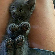 Pichachu is registered to the contest to win money with this photo: kitten, cat, paws, gray_fur, pet, animal, cute, legs, human, denim, clothing, feline, indoor, relaxed, small, fur, whiskers, ears, cute_paws, resting