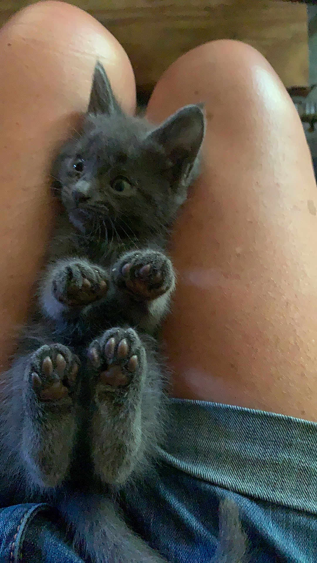 Pichachu is registered to the contest to win money with this photo: kitten, cat, paws, gray_fur, pet, animal, cute, legs, human, denim, clothing, feline, indoor, relaxed, small, fur, whiskers, ears, cute_paws, resting