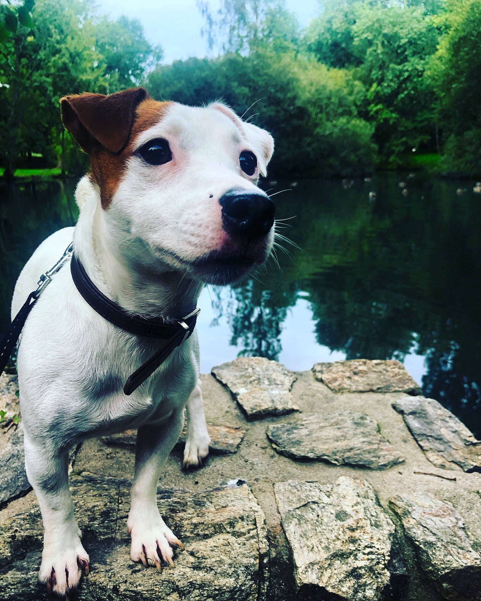 Oxy participe au concours pour gagner de l'argent avec cette photo : canidae, carnivore, collar, companion_dog, dog, dog_breed, dog_collar, fawn, grass, lake, plant, sky, snout, sporting_group, terrestrial_animal, terrier, tree, water, whiskers, working_animal