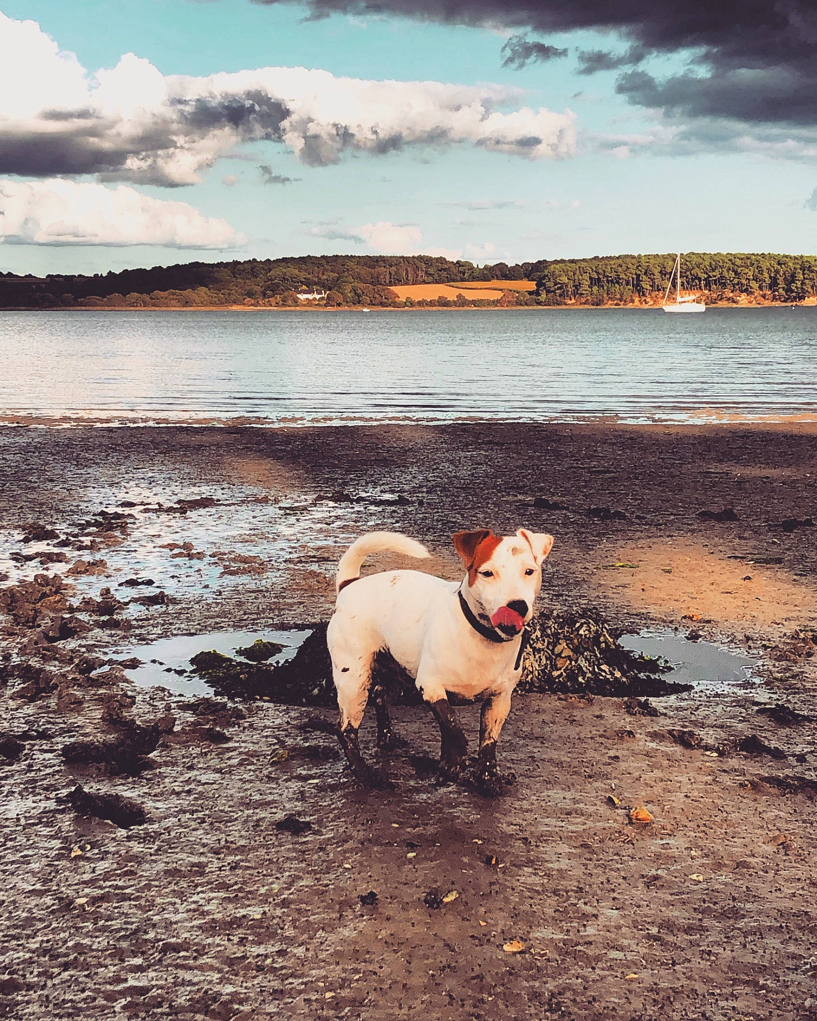 Oxy participe au concours pour gagner de l'argent avec cette photo : beach, calm, carnivore, cloud, companion_dog, dog, dog_breed, fawn, happy, horizon, lake, landscape, liquid, morning, natural_landscape, people_in_nature, shore, sky, sunlight, water