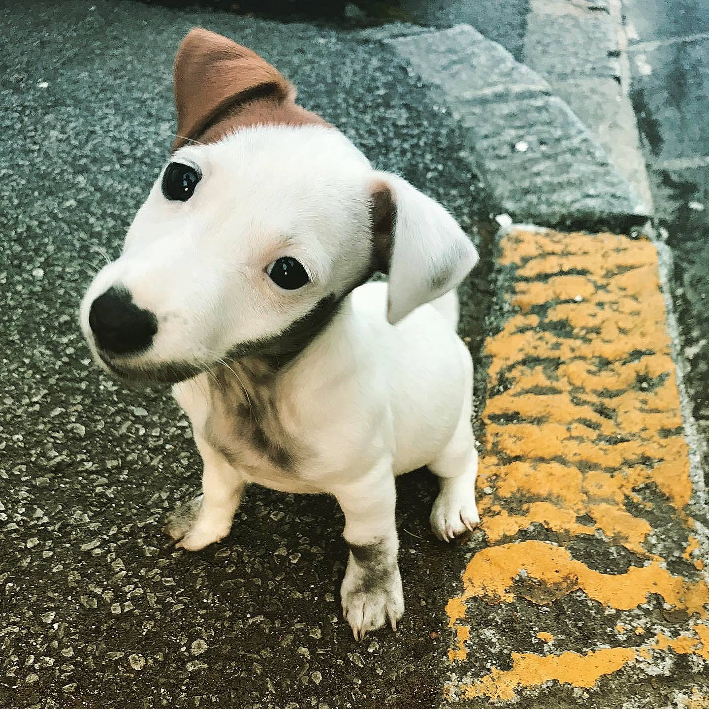 Oxy a rejoint le concours — aidez-le/la à gagner de superbes lots ! carnivore, collar, companion_dog, dog, dog_breed, dog_collar, dog_supply, dogo_guatemalteco, ear, fawn, grass, leash, monochrome_photography, pet_supply, road_surface, snapshot, tail, terrestrial_animal, whiskers, working_animal