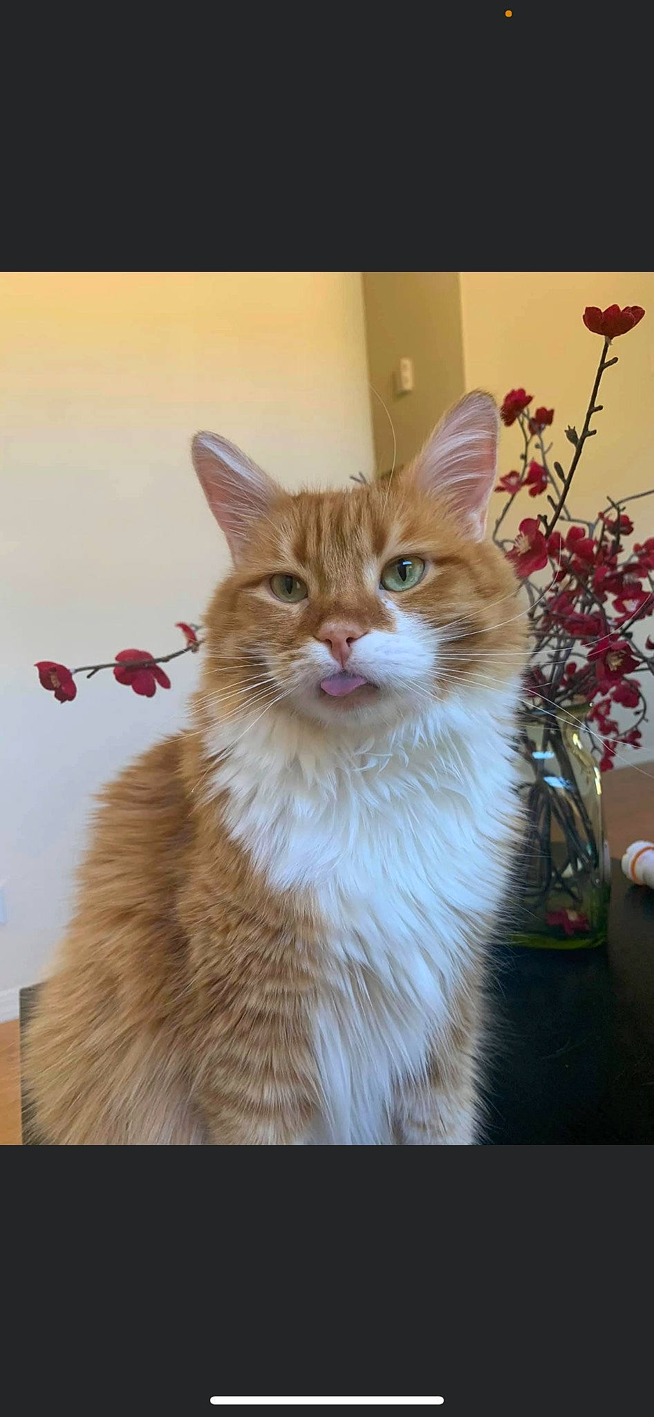 Josie joined the competition — help win amazing prizes! carnivore, cat, domestic_short_haired_cat, door, felidae, flower, flowerpot, fur, houseplant, plant, rose, small_to_medium_sized_cats, tail, tree, whiskers, window, wood