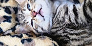 Roussette a rejoint le concours — aidez-le/la à gagner de superbes lots ! kitten, cat, sleeping, blanket, leopard_print, cozy, fur, pet, cute, animal, whiskers, indoor, soft, nap, young, striped, small, resting, comfort, closeup
