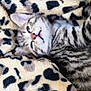 animal, blanket, cat, closeup, comfort, cozy, cute, fur, indoor, kitten, leopard_print, nap, pet, resting, sleeping, small, soft, striped, whiskers, young