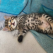 Roussette participe au concours pour gagner de l'argent avec cette photo : kitten, cat, animal, pet, young, spotted, fur, cute, lying_down, blue_blanket, texture, cozy, indoor, playful, small, whiskers, ears, paw, resting, soft