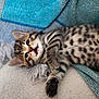 Roussette participe au concours pour gagner de l'argent avec cette photo : kitten, cat, animal, pet, feline, tabby, spotted, lying_down, blanket, towel, cozy, cute, young, fur, whiskers, paw, indoor, resting, closeup, soft