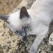 Moumoune a rejoint le concours — aidez-le/la à gagner de superbes lots ! cat, siamese_cat, blue_eyes, animal, pet, feline, outdoor, stone_surface, fur, whiskers, closeup, texture, nature, mammal, portrait, curious, resting, soft_focus, ears, cute
