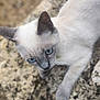 cat, siamese_cat, blue_eyes, animal, pet, feline, outdoor, stone_surface, fur, whiskers, closeup, texture, nature, mammal, portrait, curious, resting, soft_focus, ears, cute