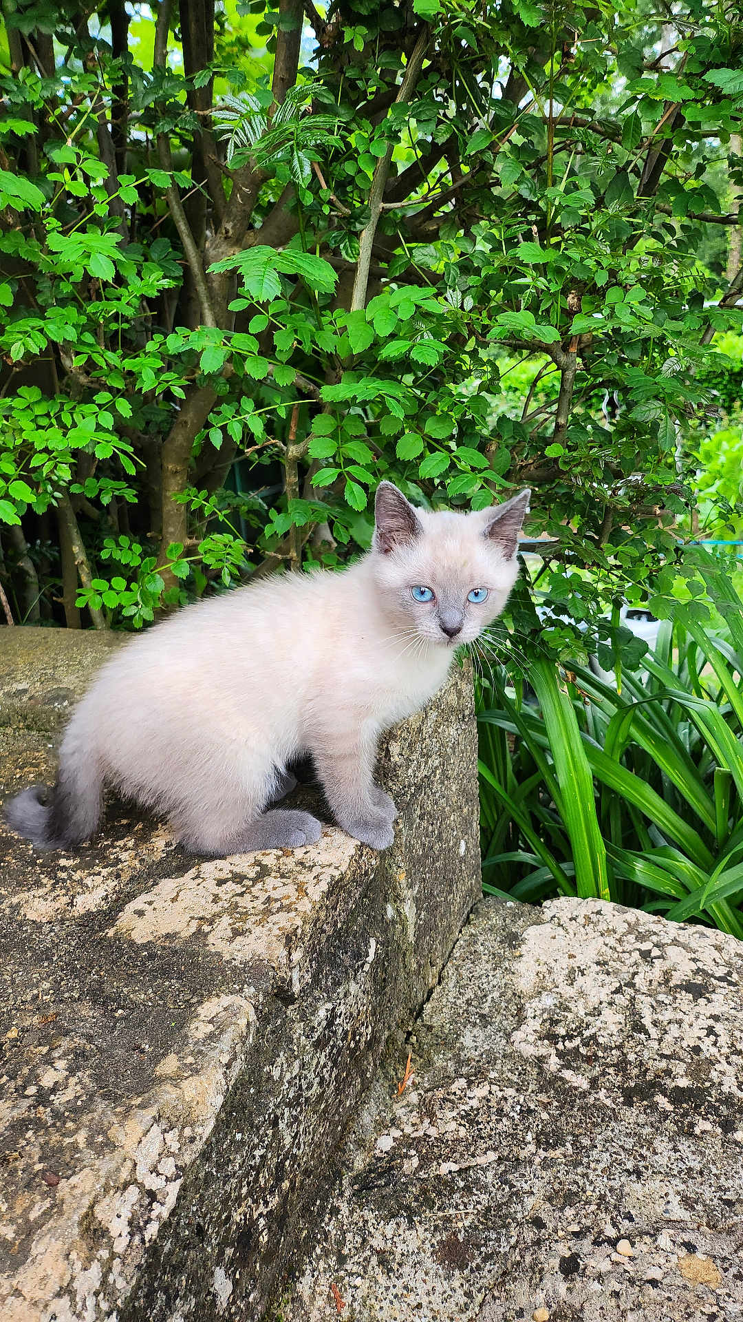Moumoune a rejoint le concours — aidez-le/la à gagner de superbes lots ! kitten, cat, animal, blue_eyes, fur, stone, ledge, greenery, plants, outdoor, nature, curious, small, pet, young, wildlife, mammal, cute, feline, eyes