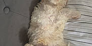 Olly joined the competition — help win amazing prizes! animal, blanket, comfort, couch, cozy, cute, dog, fluffy, fur, home, indoor, lying_down, paw, pet, puppy, relaxed, resting, sleeping, upside_down, white
