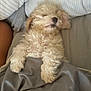 Olly is registered to the contest to win money with this photo: animal, bed, blanket, comfort, cozy, curly_fur, cute, dog, domestic_animal, fur, indoor, napping, pet, puppy, relaxed, resting, sleeping, soft, tucked_in, white