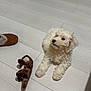 Olly joined the competition — help win amazing prizes! animal, companion, cozy, curly_fur, cute, dog, floor, home, indoor, laying_down, pad, pet, pet_toy, puppy, slipper, stuffed_animal, toy, white_dog, wood_floor, young_dog