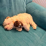 Olly is registered to the contest to win money with this photo: animal, companion, couch, cozy, cute, dog, fluffy, furniture, home, indoor, nap, pet, puppy, relaxing, resting, sleeping, soft, stuffed_animal, toy, white_dog