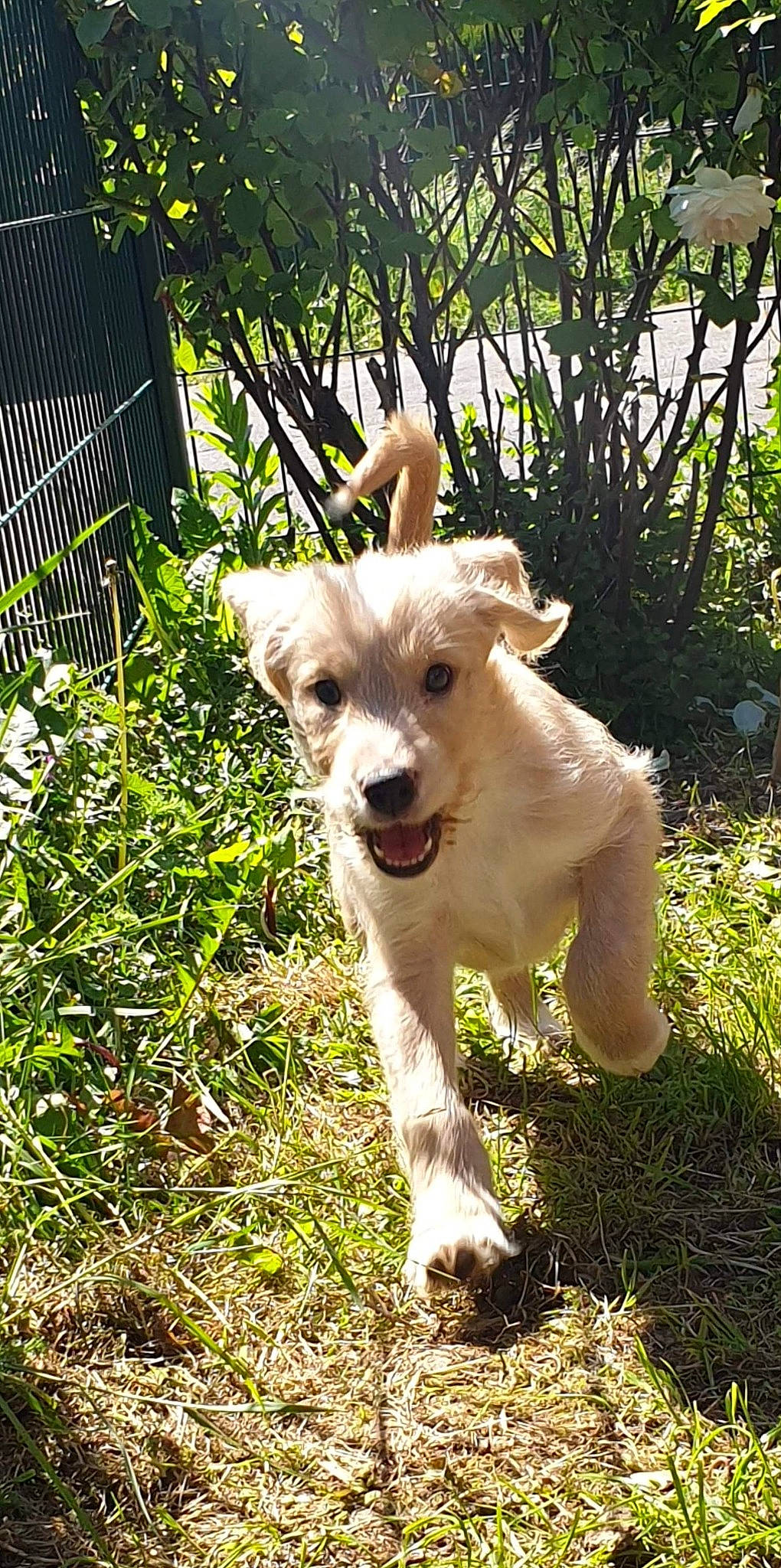 Denver participe au concours pour gagner de l'argent avec cette photo : canidae, carnivore, companion_dog, dog, dog_breed, fawn, fence, fur, garden, grass, groundcover, plant, snout, sporting_group, tail, terrestrial_animal, terrier, whiskers, working_animal, yard