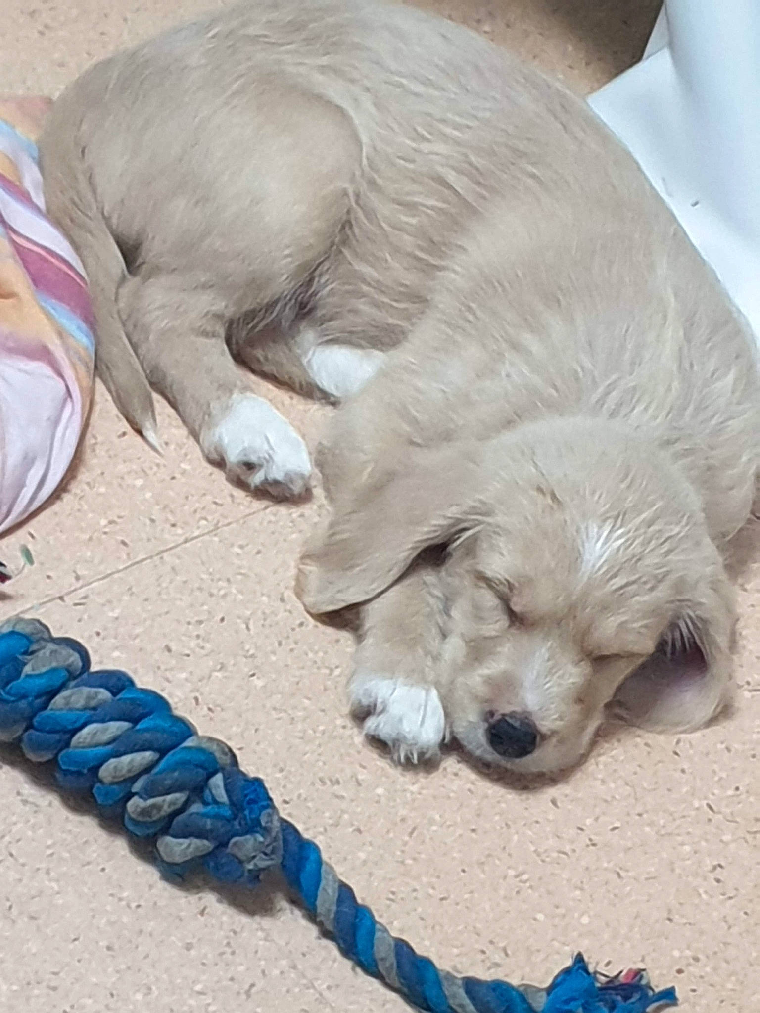 Denver a rejoint le concours — aidez-le/la à gagner de superbes lots ! blue, carnivore, collar, comfort, companion_dog, dog, dog_breed, dog_collar, dog_supply, electric_blue, fawn, fur, liver, paw, pet_supply, serveware, sporting_group, tableware, tail, working_animal