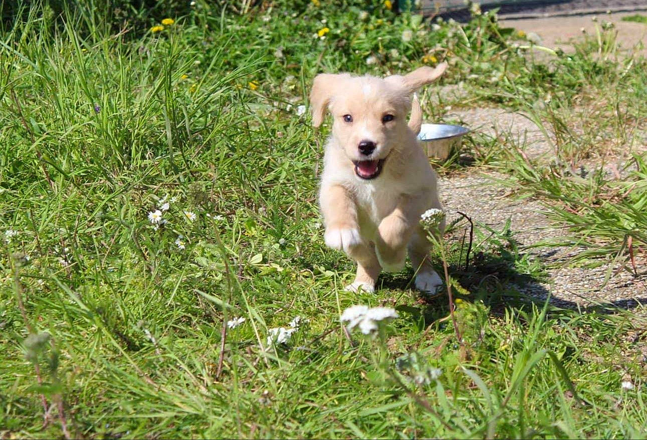 Denver a rejoint le concours — aidez-le/la à gagner de superbes lots ! adventure, canidae, carnivore, collar, companion_dog, dog, dog_breed, dog_collar, fawn, flower, grass, non_sporting_group, plant, puppy, snout, sporting_group, street_dog, tail, terrestrial_animal, working_animal