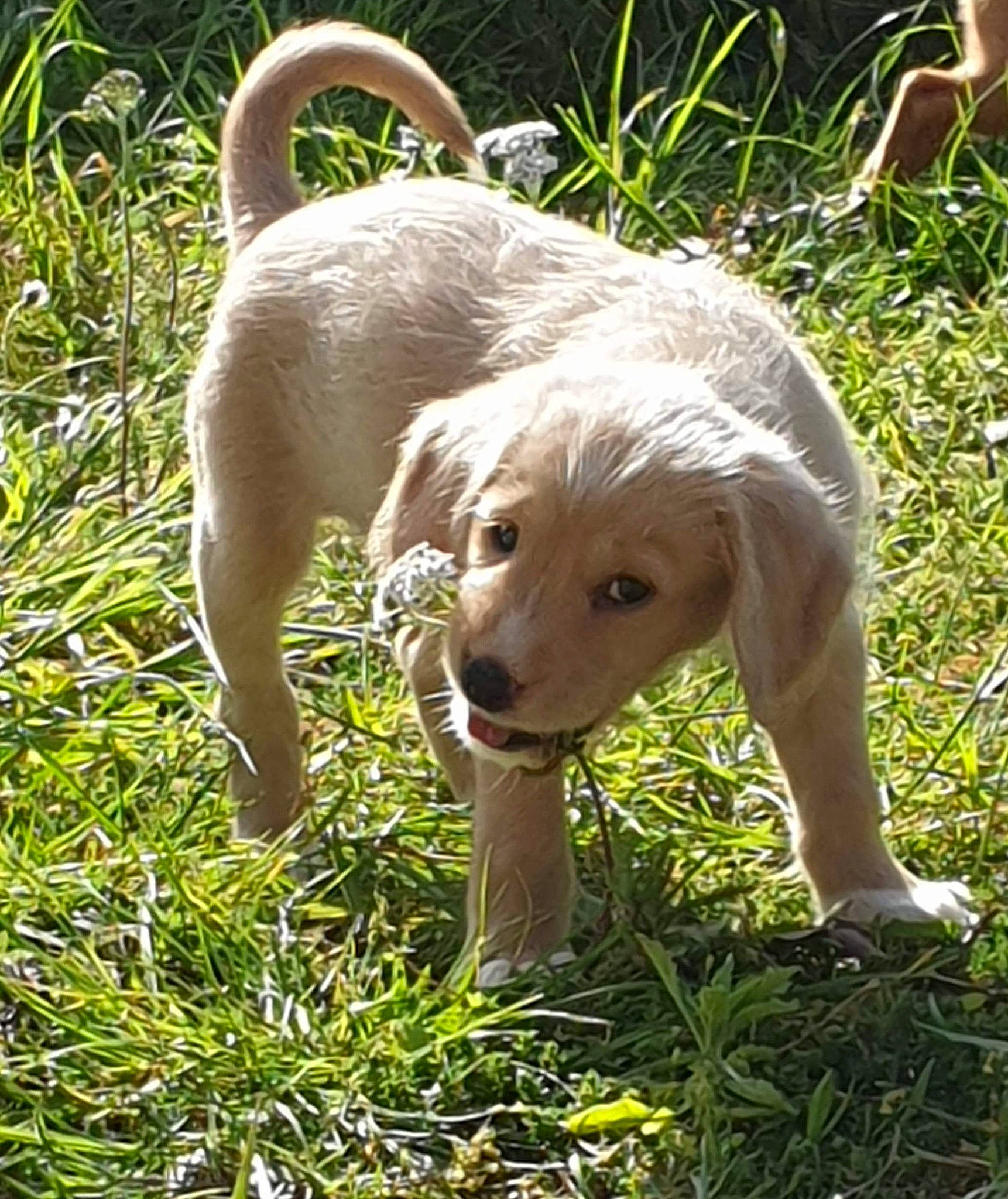 Denver participe au concours pour gagner de l'argent avec cette photo : canidae, carnivore, companion_dog, dog, dog_breed, fawn, grass, grass_family, groundcover, gun_dog, lawn, plant, retriever, snout, sporting_group, tail, terrestrial_animal, tree, wood, working_animal