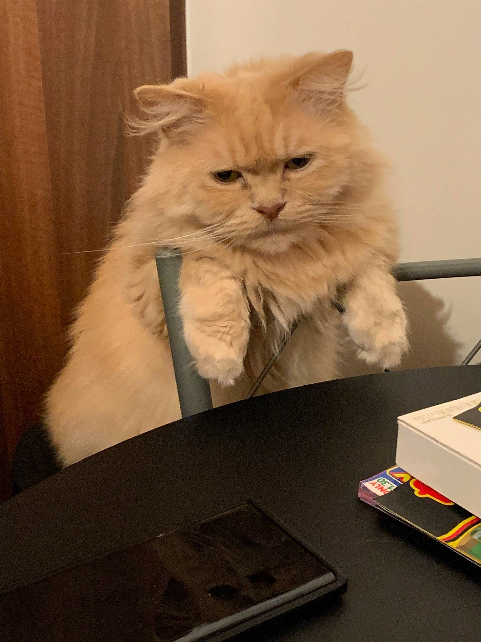 Mervin joined the competition — help win amazing prizes! asian, asian_semi_longhair, british_longhair, british_semi_longhair, carnivore, cat, domestic_long_haired_cat, fawn, felidae, fur, kitten, mammal, napoleon_cat, persian, ragamuffin, siberian, small_to_medium_sized_cats, whiskers