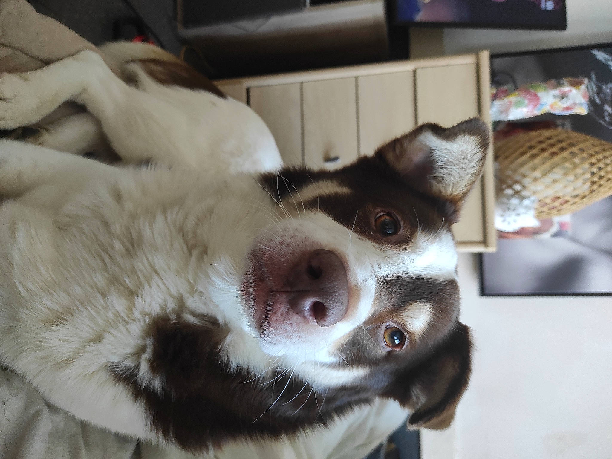 Pacha participe au concours pour gagner de l'argent avec cette photo : canidae, carnivore, collar, companion_dog, dog, dog_breed, domestic_short_haired_cat, ear, fawn, felidae, fur, jaw, non_sporting_group, paw, shipping_box, small_to_medium_sized_cats, snout, sporting_group, whiskers, working_animal