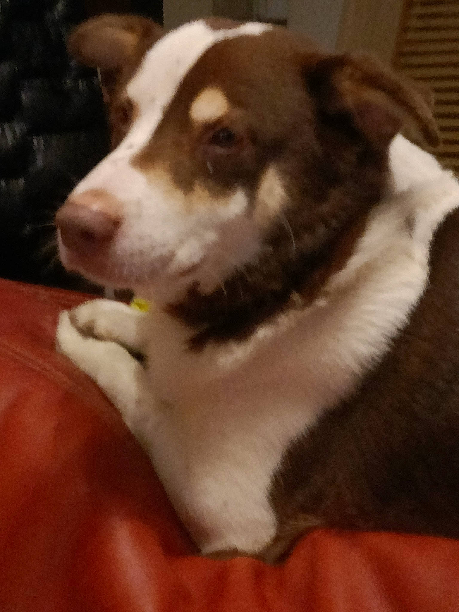 Pacha a rejoint le concours — aidez-le/la à gagner de superbes lots ! ancient_dog_breeds, canidae, carnivore, collar, companion_dog, dog, dog_breed, fawn, fur, herding_dog, non_sporting_group, sporting_group, tail, terrestrial_animal, whiskers, working_animal, working_dog