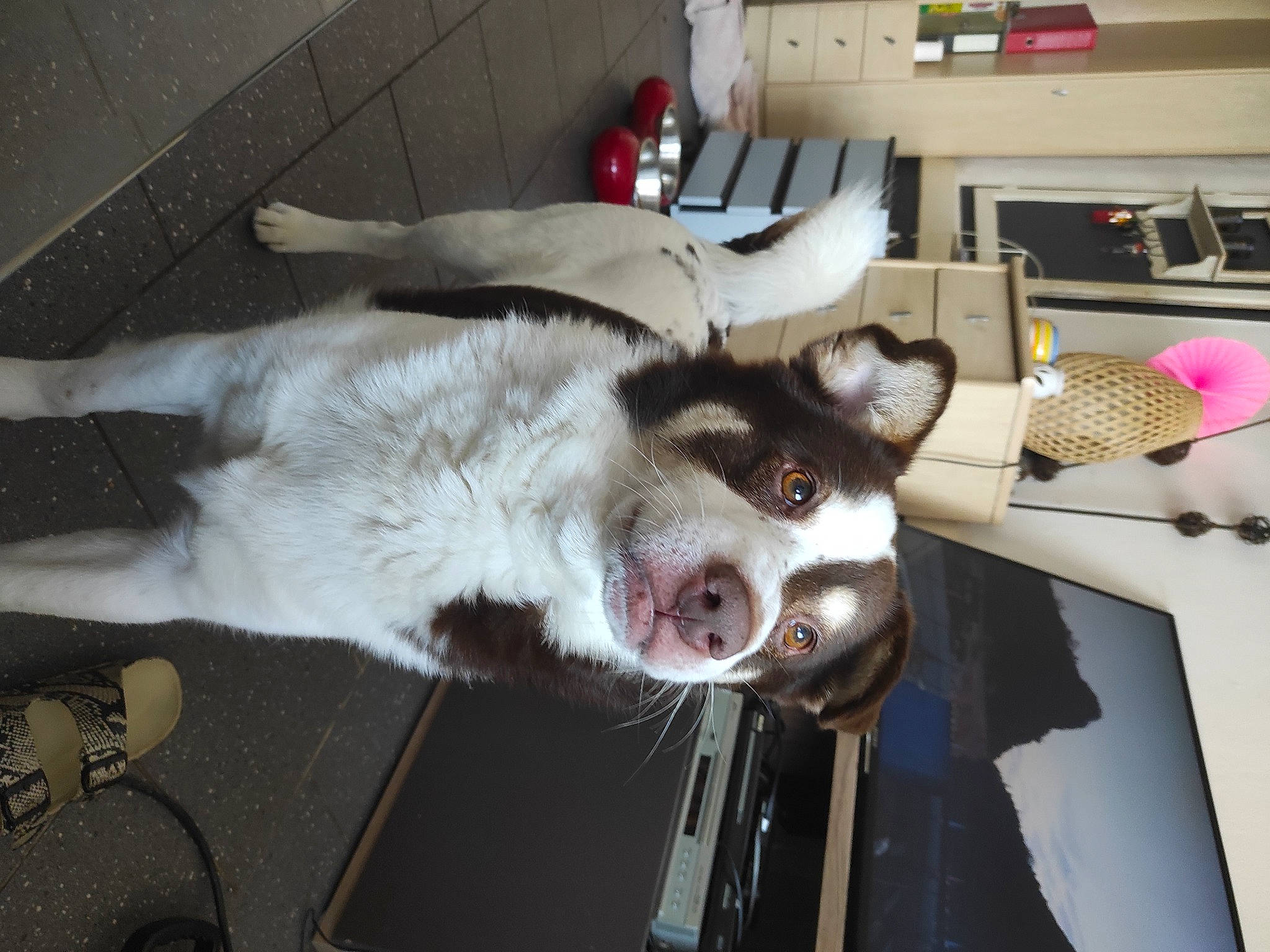 Pacha participe au concours pour gagner de l'argent avec cette photo : canidae, carnivore, companion_dog, dog, dog_breed, domestic_short_haired_cat, fang, fawn, felidae, flooring, fur, jaw, paw, room, small_to_medium_sized_cats, snout, sporting_group, tail, whiskers, working_animal