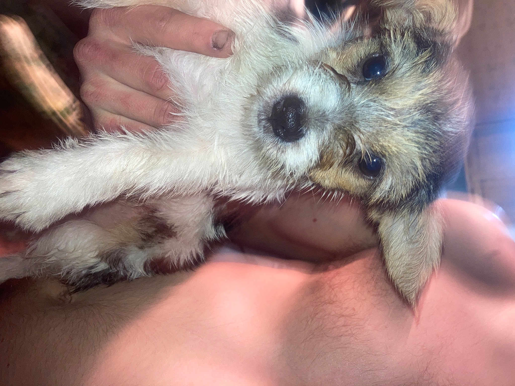 Mochi