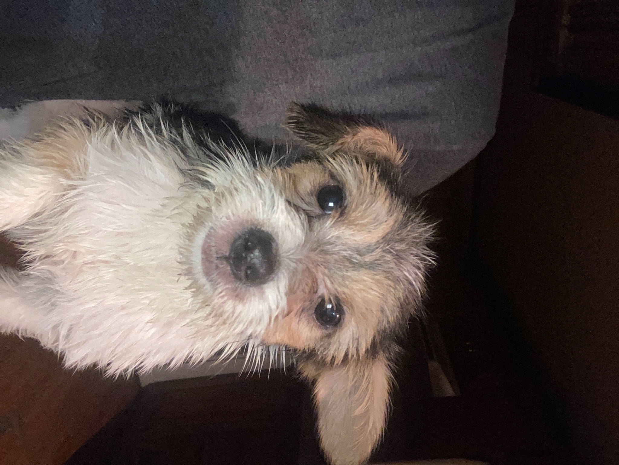 Mochi joined the competition — help win amazing prizes! canidae, carnivore, cockapoo, companion_dog, dog, dog_breed, dog_clothes, fawn, fur, maltepoo, poodle_crossbreed, puppy_love, shih_poo, small_terrier, snout, sporting_group, terrier, toy_dog, whiskers, working_animal