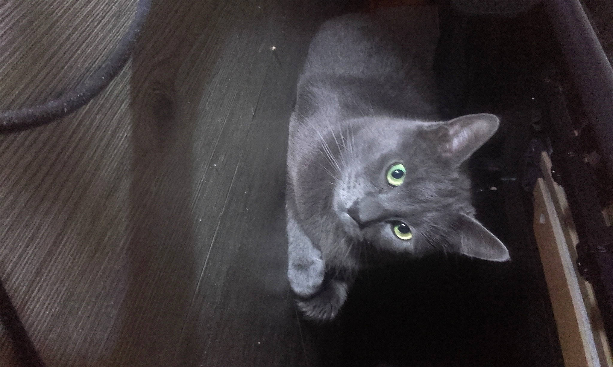 Grisouille participe au concours pour gagner de l'argent avec cette photo : art, black_cat, carnivore, cat, darkness, domestic_short_haired_cat, eye, felidae, fur, grey, monochrome_photography, paw, russian_blue, small_to_medium_sized_cats, snout, tail, water, whiskers, wood