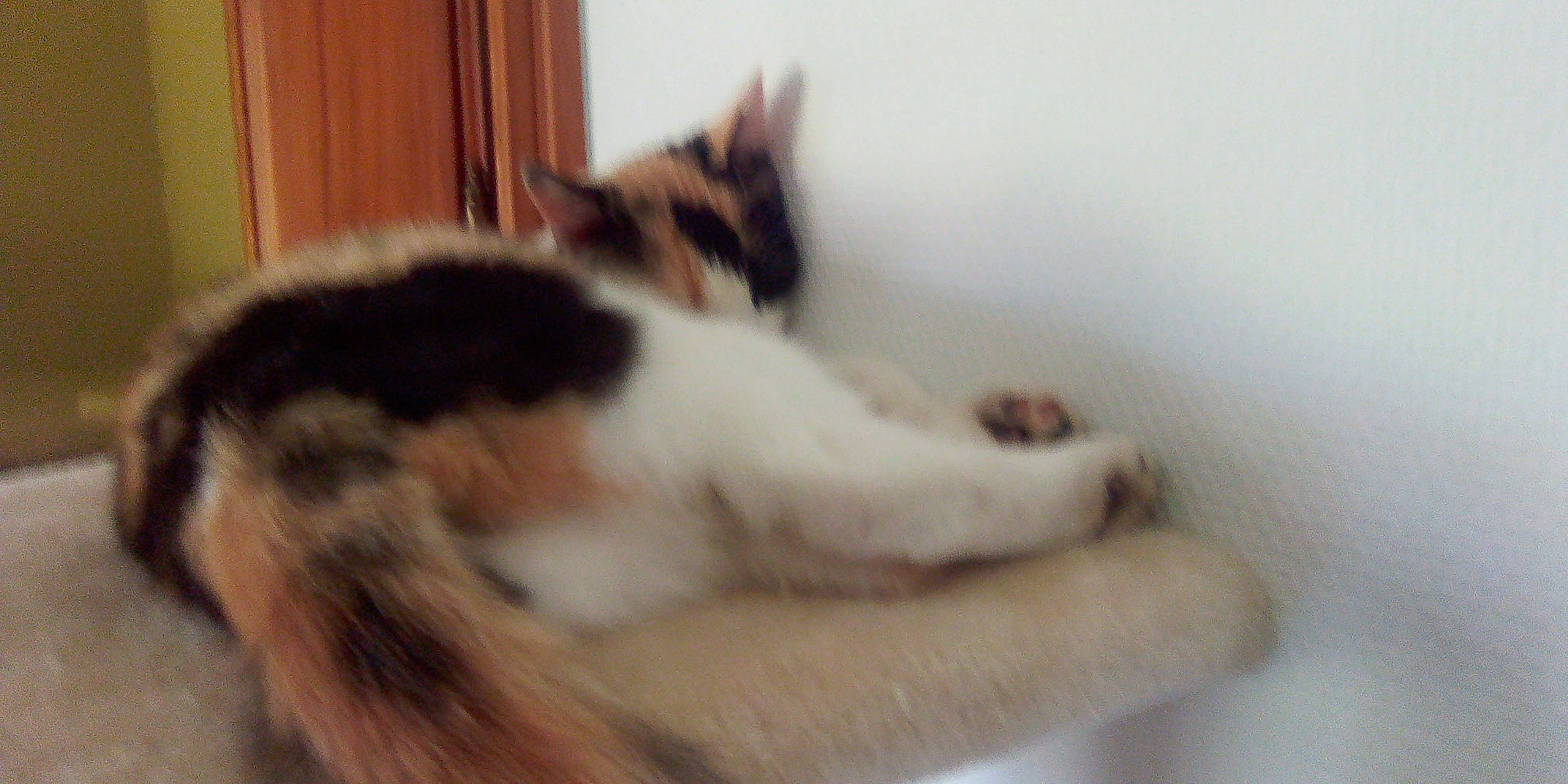 Bidouille participe au concours pour gagner de l'argent avec cette photo : canidae, carnivore, cat, claw, comfort, dog_breed, domestic_short_haired_cat, fawn, felidae, flooring, fur, hardwood, nap, paw, small_to_medium_sized_cats, snout, tail, terrestrial_animal, whiskers, wood