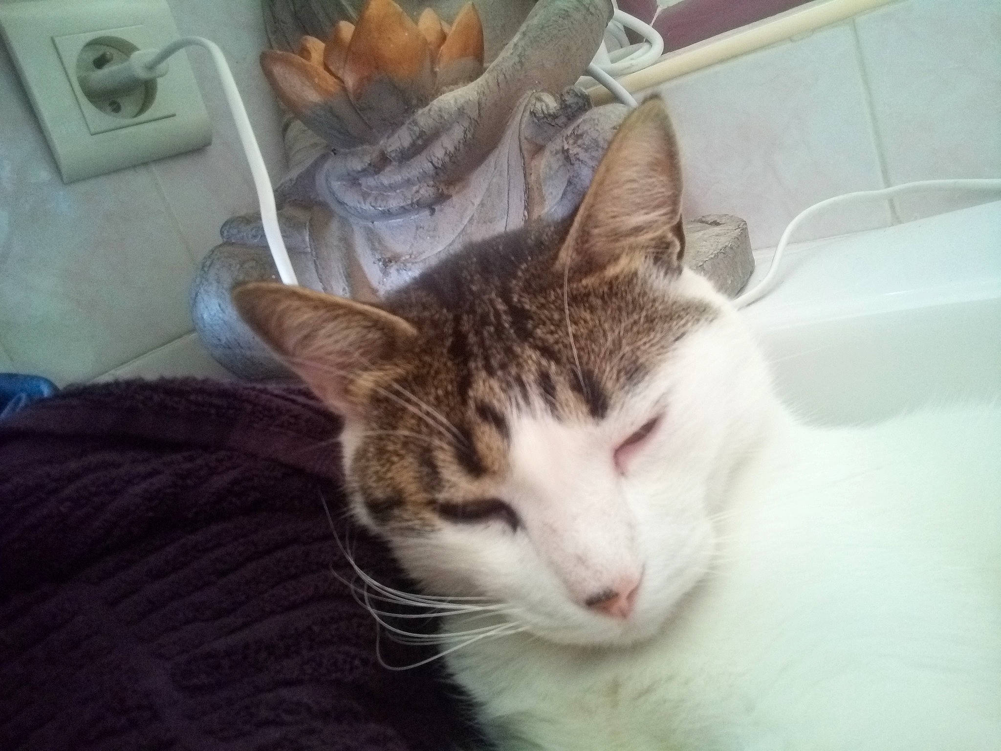 Migri a rejoint le concours — aidez-le/la à gagner de superbes lots ! aegean_cat, american_wirehair, carnivore, cat, domestic_short_haired_cat, ear, european_shorthair, eye, felidae, fur, kitten, mammal, nap, nose, small_to_medium_sized_cats, snout, tabby_cat, turkish_van, whiskers