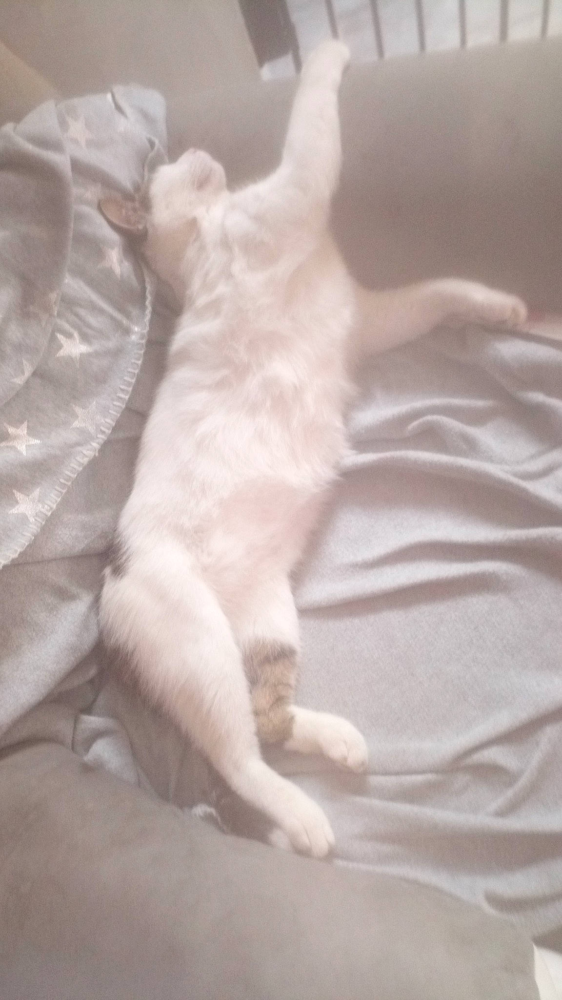 Migri participe au concours pour gagner de l'argent avec cette photo : burmilla, carnivore, cat, fawn, felidae, khao_manee, kitten, paw, small_to_medium_sized_cats, tail, turkish_angora, whiskers, white