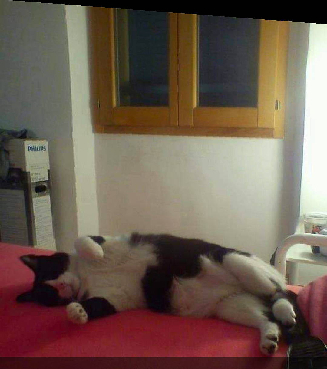 Gospel a rejoint le concours — aidez-le/la à gagner de superbes lots ! carnivore, cat, felidae, fur, kitten, leg, room, small_to_medium_sized_cats, tail, whiskers