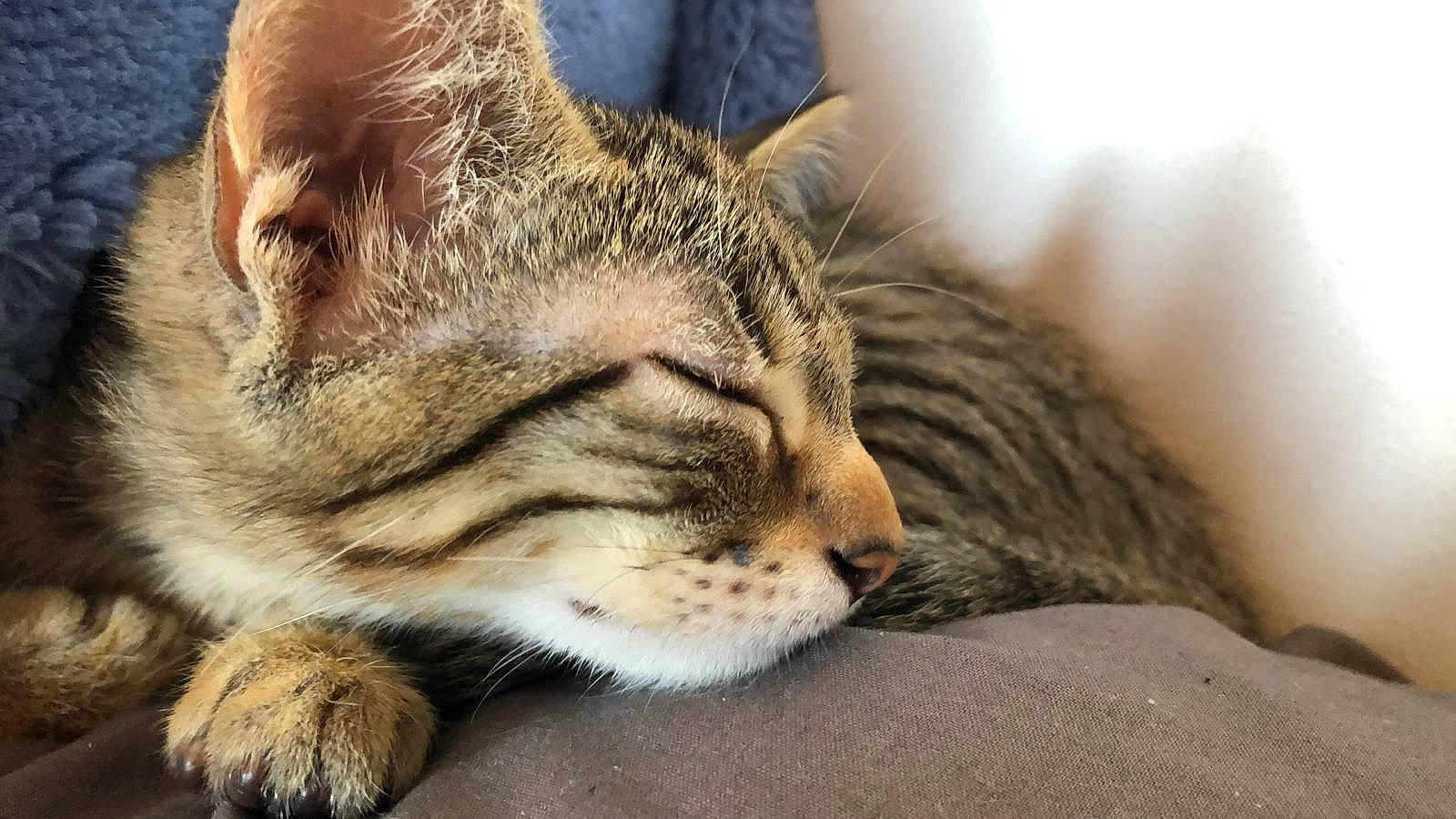 Jeckyl participe au concours pour gagner de l'argent avec cette photo : aegean_cat, asian, bengal, california_spangled, carnivore, cat, close_up, domestic_short_haired_cat, dragon_li, european_shorthair, felidae, fur, mammal, paw, pixie_bob, small_to_medium_sized_cats, snout, tabby_cat, whiskers, wild_cat