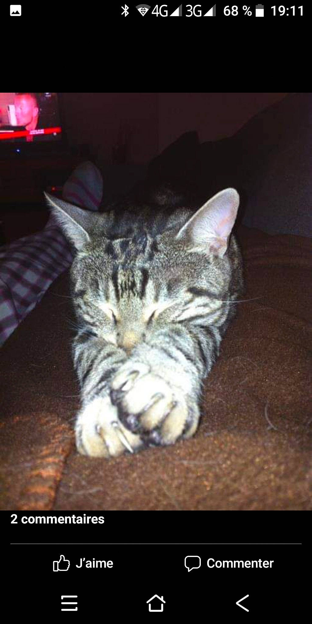 Jeckyl a rejoint le concours — aidez-le/la à gagner de superbes lots ! american_shorthair, asian, california_spangled, carnivore, cat, domestic_short_haired_cat, dragon_li, egyptian_mau, european_shorthair, felidae, kitten, mammal, photo_caption, photography, pixie_bob, small_to_medium_sized_cats, tabby_cat, whiskers