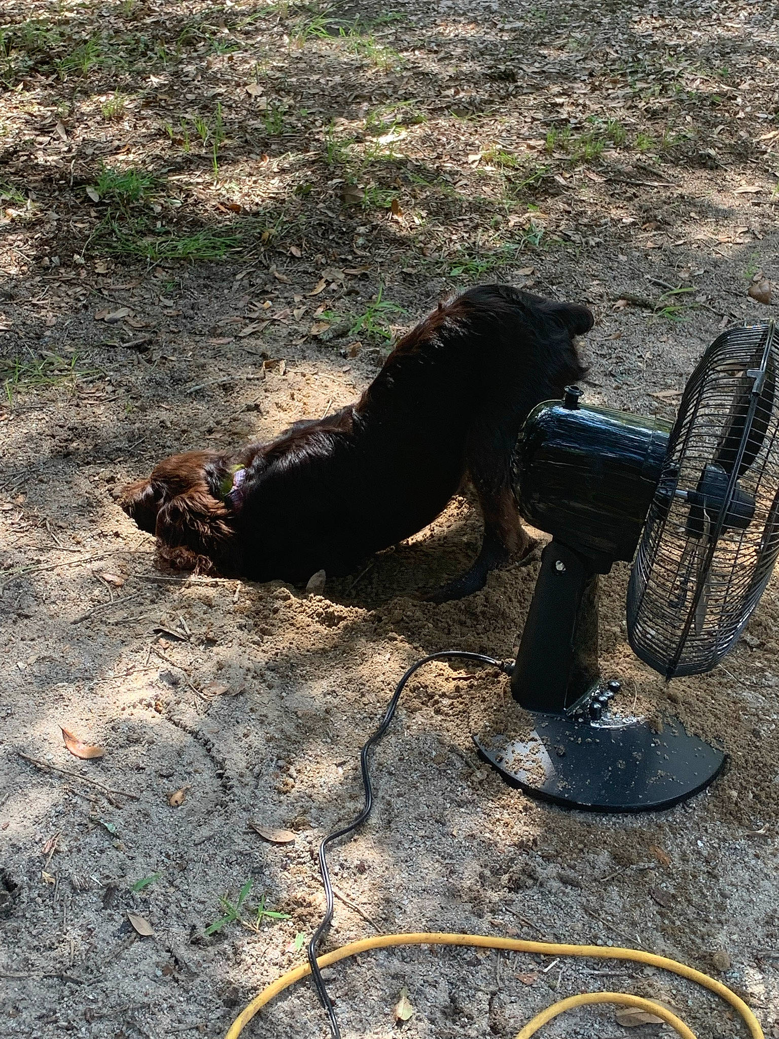 Ellie Mae is registered to the contest to win money with this photo: asphalt, automotive_tire, bicycle_handlebar, bicycle_part, bicycle_tire, bicycle_wheel, dog_breed, grass, human_leg, landscape, plant, recreation, road_surface, soil, tail, terrestrial_animal, tints_and_shades, tire, trunk, wheel