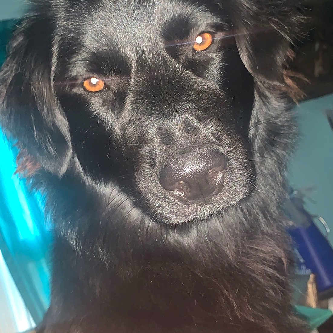 Maisey Mae