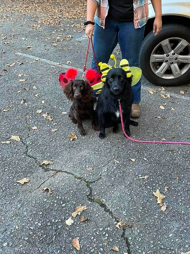 Maisey Mae joined the competition — help win amazing prizes! asphalt, automotive_tire, car, carnivore, collar, companion_dog, dog, dog_breed, dog_supply, leash, pet_supply, road, road_surface, sidewalk, snout, tail, tar, tire, vehicle, wheel