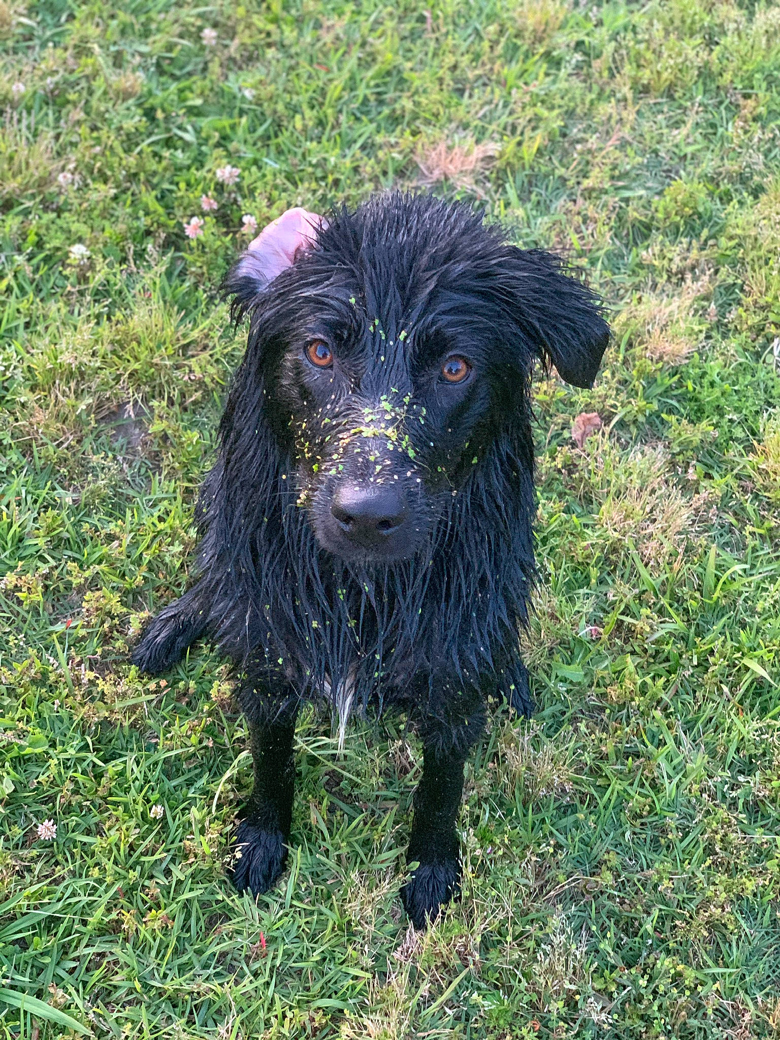 Maisey Mae joined the competition — help win amazing prizes! canidae, carnivore, companion_dog, dog, dog_breed, fawn, fur, grass, grassland, groundcover, hunting_dog, liver, livestock, non_sporting_group, snout, soil, sporting_group, terrestrial_animal, water_dog, working_animal