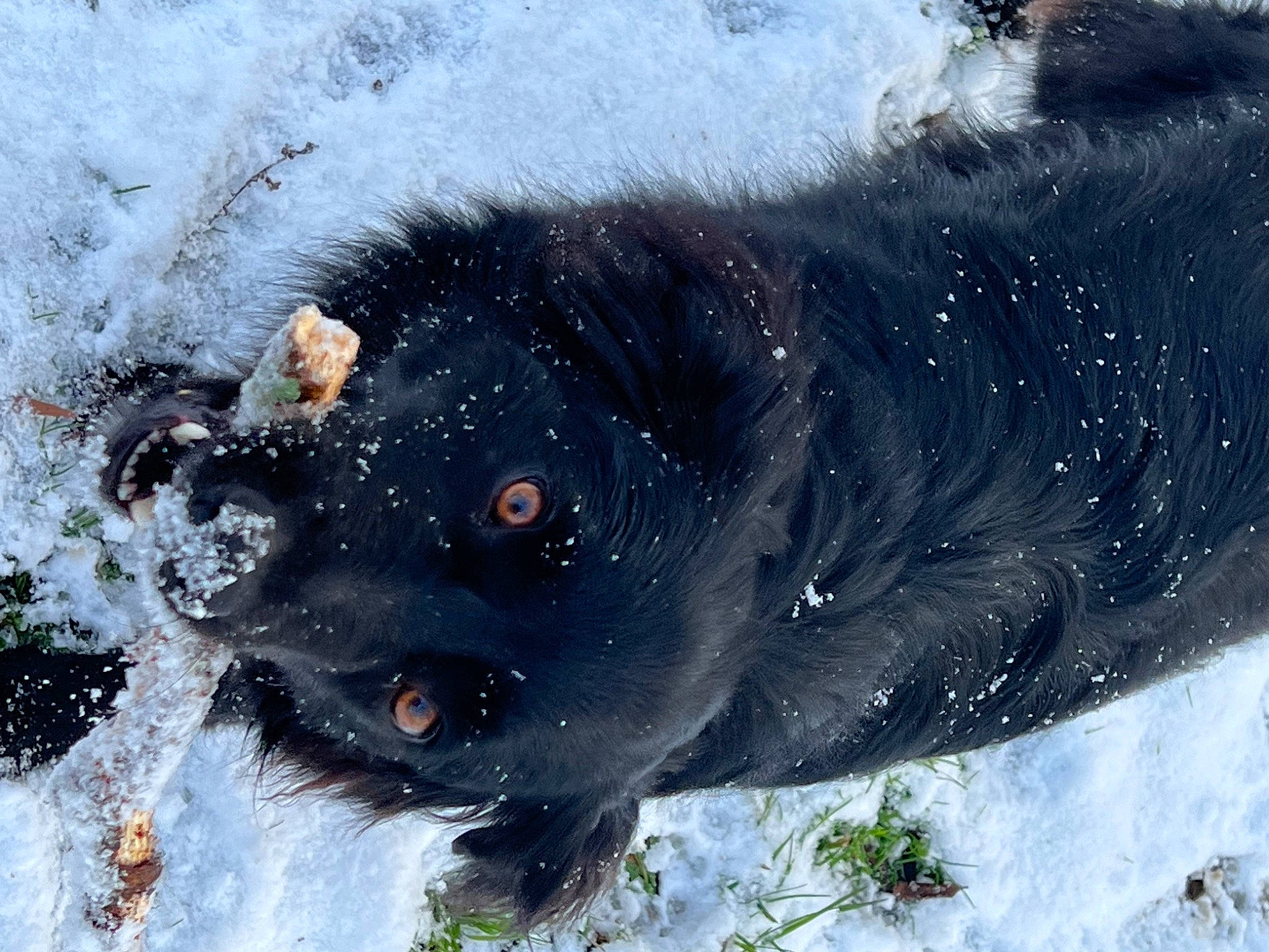 Maisey Mae is registered to the contest to win money with this photo: bear, canidae, carnivore, dog, dog_breed, freezing, frost, fur, guard_dog, ice_cap, plant, playing_in_the_snow, polar_ice_cap, snout, snow, terrestrial_animal, whiskers, winter, working_animal, working_dog