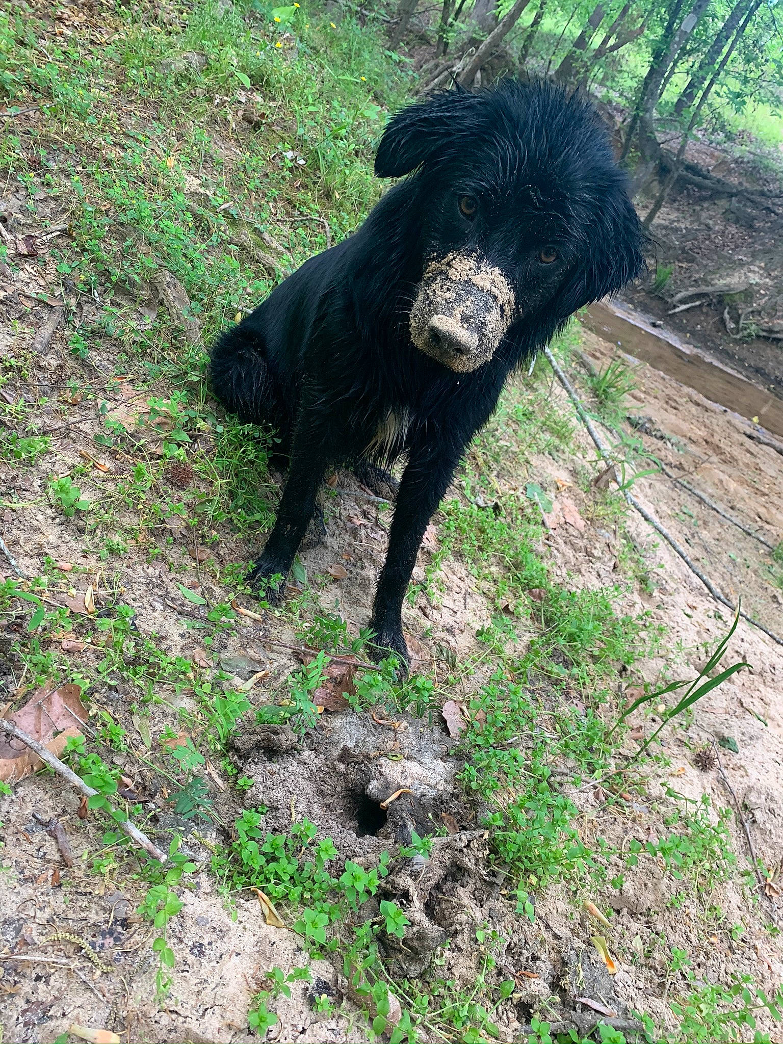 Maisey Mae is registered to the contest to win money with this photo: big_cats, canidae, carnivore, claw, dog_breed, felidae, fur, grass, groundcover, hunting_dog, plant, shadow, sheep, small_to_medium_sized_cats, soil, sporting_group, tail, terrestrial_animal, trunk, working_animal