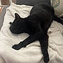 black_cat, sleeping, blanket, couch, indoor, cozy, pillow, butterfly_pattern, white_chair, resting, feline, pet, furniture, soft_texture, relaxation, domestic_animal, calm, home, animal, quiet