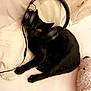 black_cat, headphones, bed, cream_bedding, fluffy_teddy_bear, pet, indoor, cute, relaxed, animal, feline, lying_down, cozy, soft_texture, sleepy, domestic_cat, earphones, playful, resting, pink