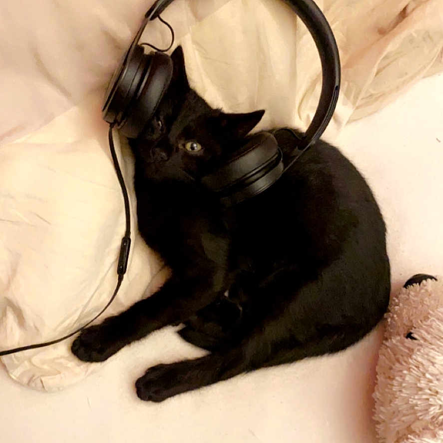 Lee participe au concours pour gagner de l'argent avec cette photo : animal, bed, black_cat, cozy, cream_bedding, cute, domestic_cat, earphones, feline, fluffy_teddy_bear, headphones, indoor, lying_down, pet, pink, playful, relaxed, resting, sleepy, soft_texture