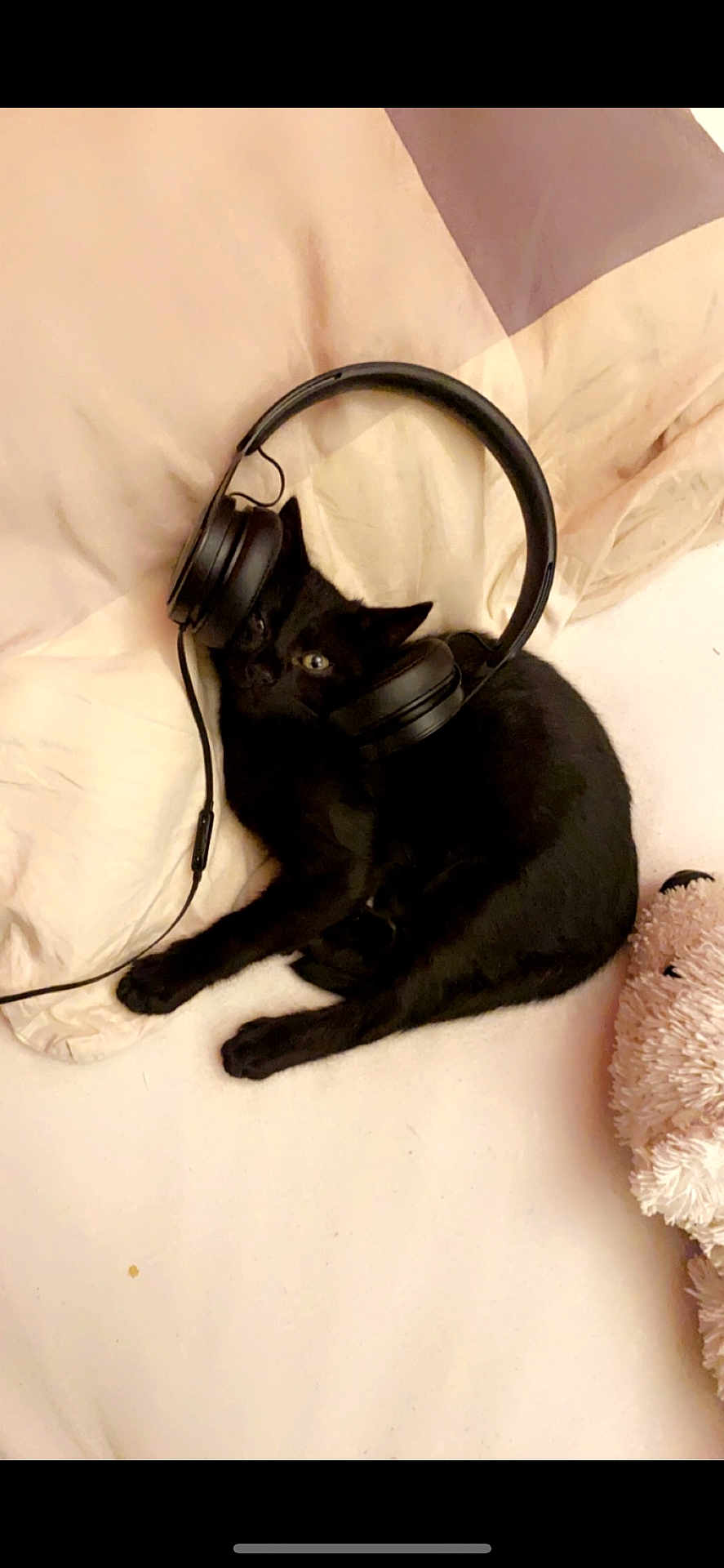Lee participe au concours pour gagner de l'argent avec cette photo : black_cat, headphones, bed, cream_bedding, fluffy_teddy_bear, pet, indoor, cute, relaxed, animal, feline, lying_down, cozy, soft_texture, sleepy, domestic_cat, earphones, playful, resting, pink