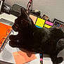 Lee a rejoint le concours — aidez-le/la à gagner de superbes lots ! black_cat, cat, binder, papers, sticky_notes, desk, hand, pen, study, office, indoor, animal, pet, feline, claw, writing, stationery, colorful, resting, interrupting