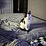 Suki is registered to the contest to win money with this photo: kitten, cat, bed, blanket, indoor, pet, animal, fur, black_and_white, collar, curious, sitting, soft_light, room, door, curtains, comfort, cozy, furniture, quiet