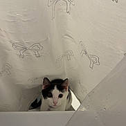 Suki is registered to the contest to win money with this photo: cat, shower_curtain, bathroom, curious, black_and_white, pet, indoor, animal, fur, ears, eyes, floor, white, pattern, bow, translucent, plastic, cute, peeking, curtain